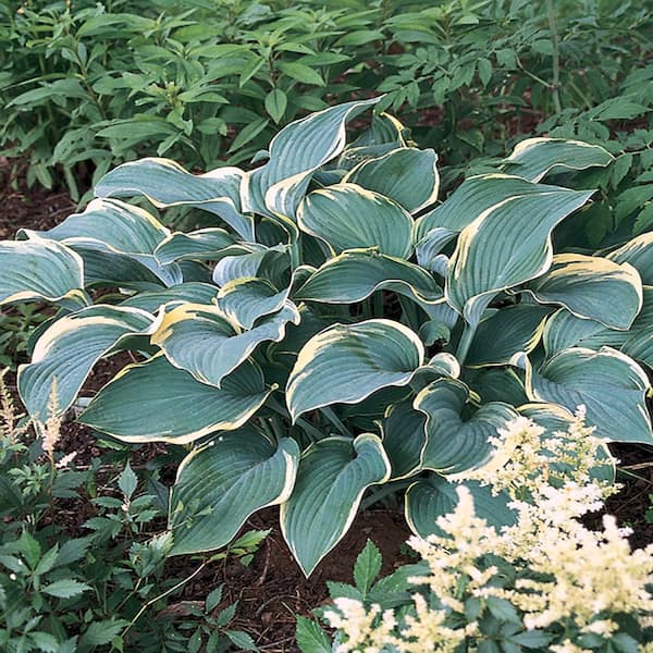 Unbranded #1 Orion's Belt White Variegated Hosta Plant