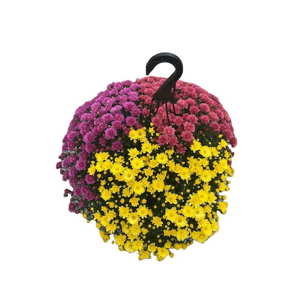 BELL NURSERY 11 in. Tricolor Chrystanthemum Annual Live Plant with Tricolor Flowers in Hanging Basket