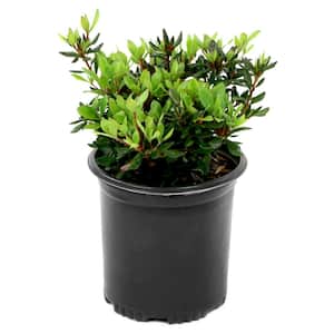 2.25 Gal. Azalea Midnite Flare Flowering Shrub with Red Blooms
