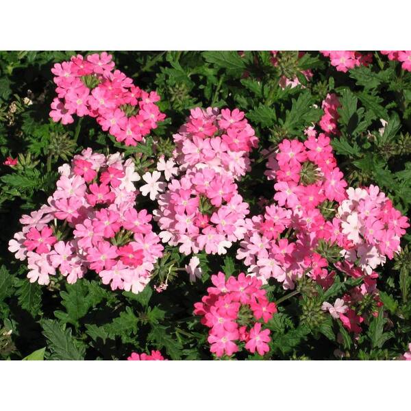 PROVEN WINNERS Lanai Bright Pink (Verbena) Live Plant, Pink Flowers, 4.25 in. Grande