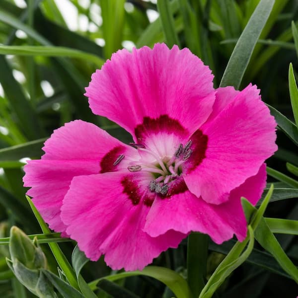 2.5 qt. Southern Living Dianthus Carnation American Pie Bumbleberry Pink Bicolor Perennial Plant (3-Pack)