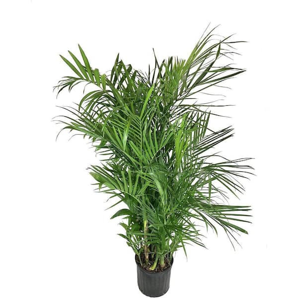 Bamboo Palm-Live Plant in a 3 gal. Growers Pot-Chamaedorea Seifrizii-Great Privacy Hedge-Rare Palm Trees Florida