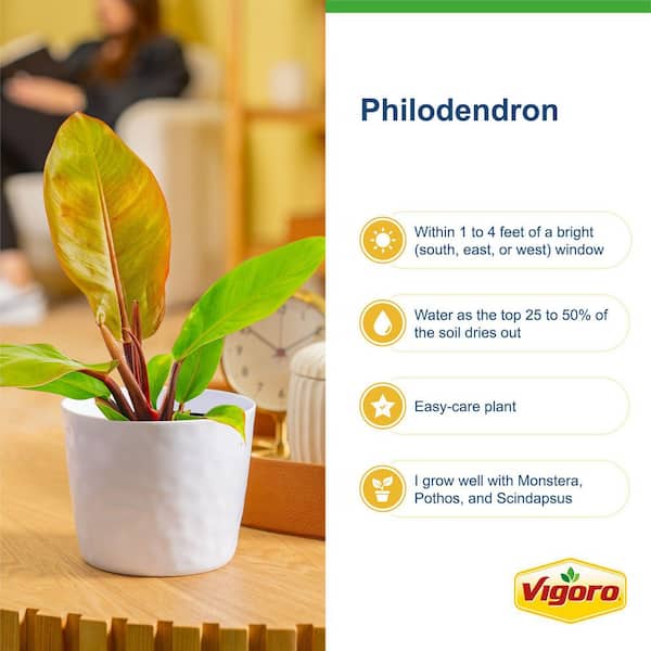 artificial philodendron tree 63" Artificial Large Leaf Philodendron Silk Plant (Real Touch)