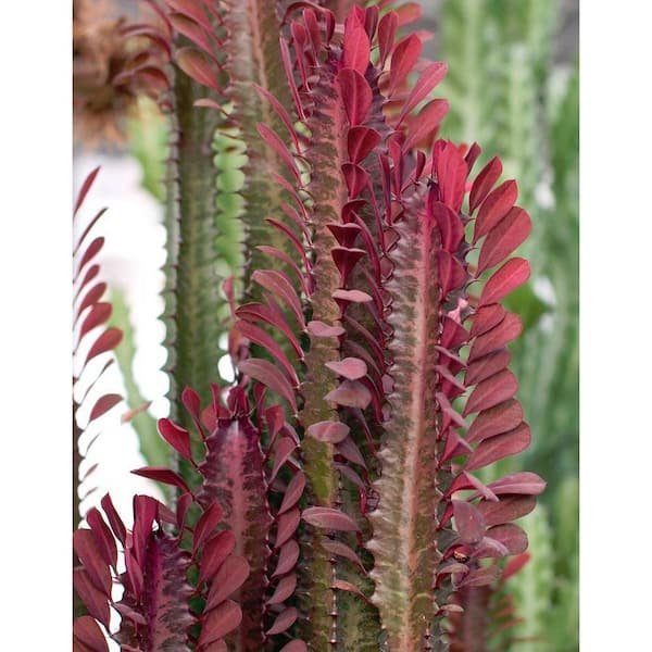 6CM Succulent Cactus Live Plant Euphorbia Trigona Red Hybrid Cactaceae Rare Pot