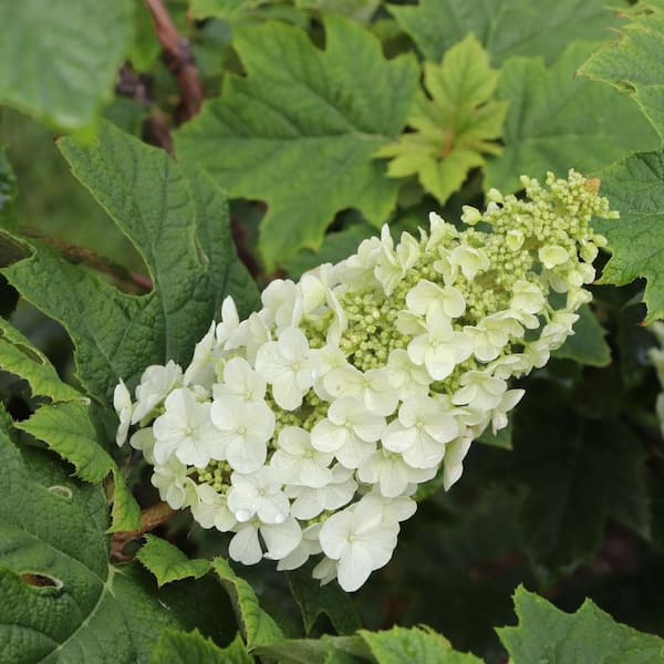 Hydrangea4937★★★　0308 Hydrangea Tree | Costco
