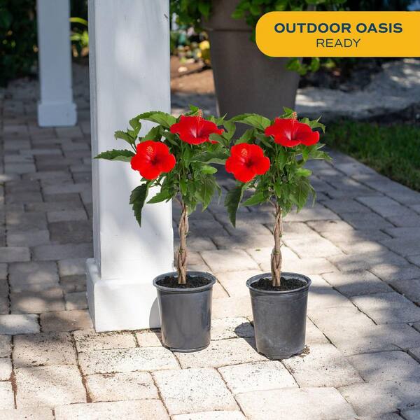 Costa Farms Grower's Choice Hibiscus (2.5 qt) and Mandevilla