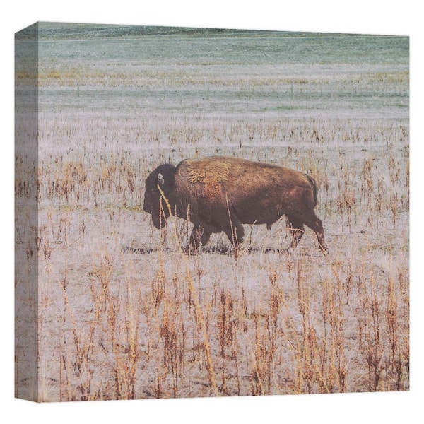 PTM Images ROAMING BUFFALO'' Canvas Abstract Wall Art 15 in. x 15 in.