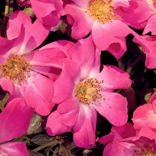 Drift 3 Gal. Drift Rose with Pink Flowers HD2631 - The Home Depot