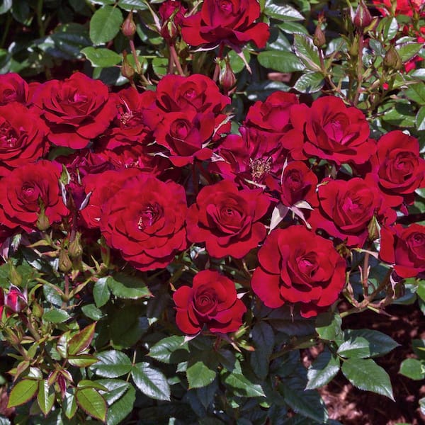 Spring Hill Nurseries Ruby Ruby Miniature Rose, Live Potted Plant with Red Flowers (1-Pack)