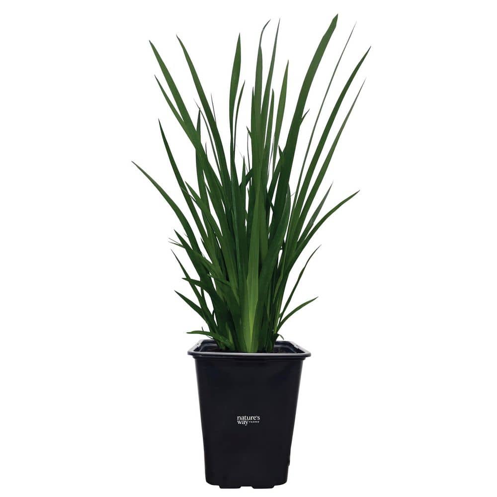 NATURE'S WAY FARMS 2 qt. White African Iris Flowering Perennial