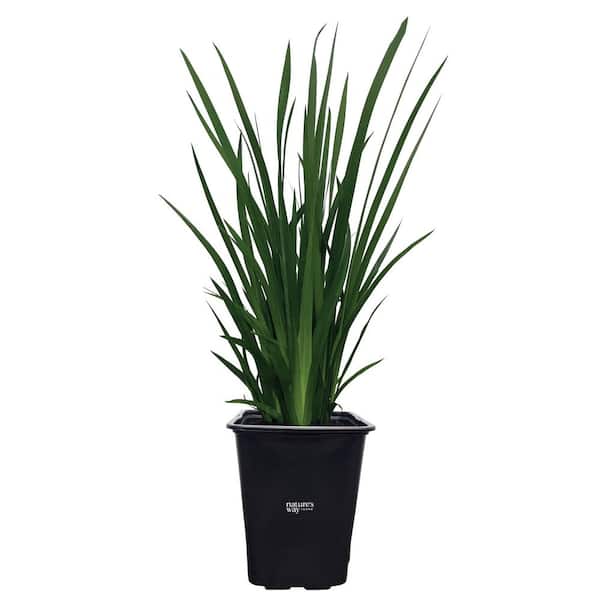 African Iris White Outdoor Live Plant (8-16 in. Tall) in Grower Pot
