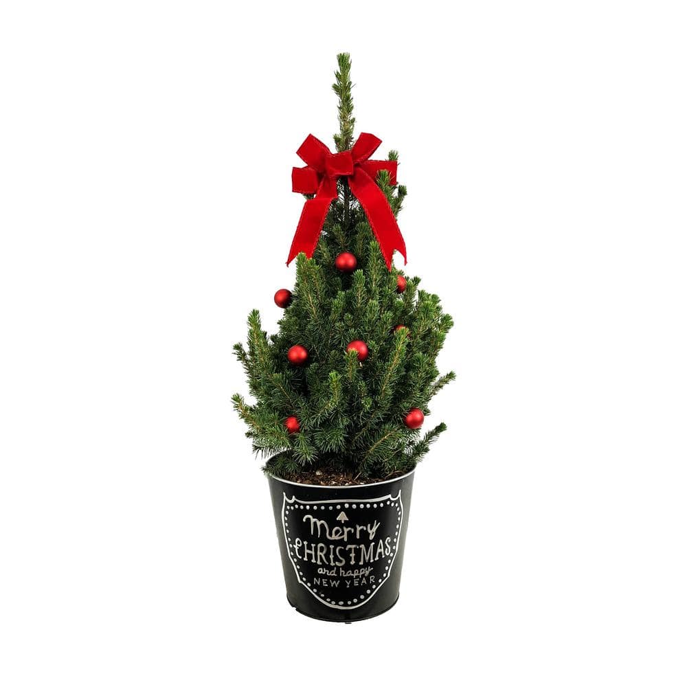 9 in. Live Holiday Spruce Tree with Red Bow, Ornaments and Decorative Merry