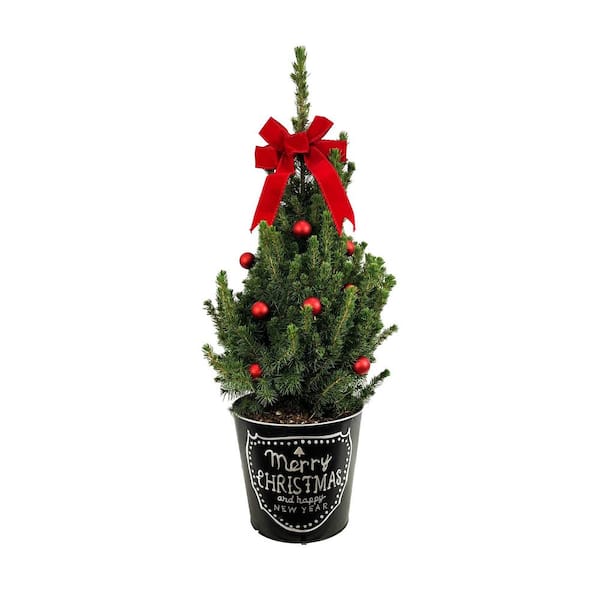 Unbranded 9 in. Live Holiday Spruce Tree with Red Bow, Ornaments and Decorative Merry Christmas Pot