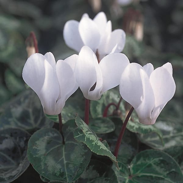 Vigoro 1 Qt. White Cyclamen Plant