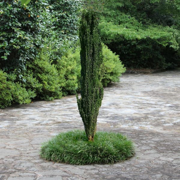 national PLANT NETWORK 2.25 Gal. Holly Sky Pencil Shrub