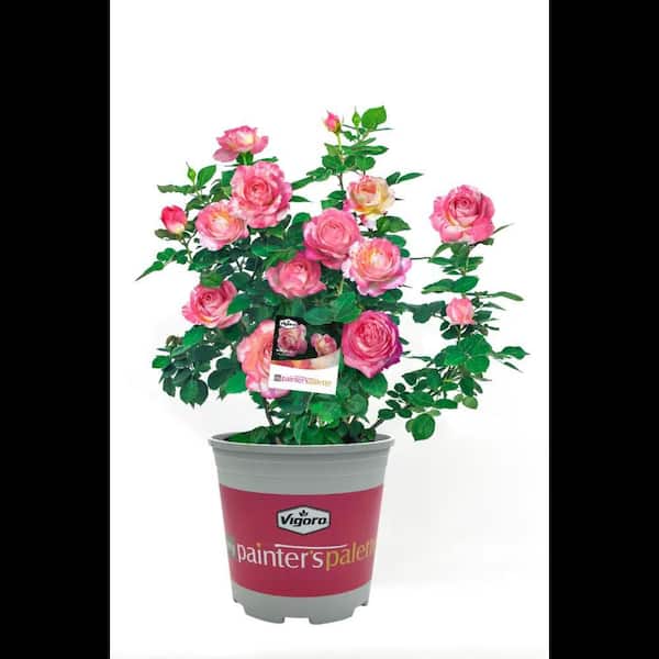 Vigoro 2 Gal. Marc Chagall Rose Plant with Pink and Pale Yellow Flowers