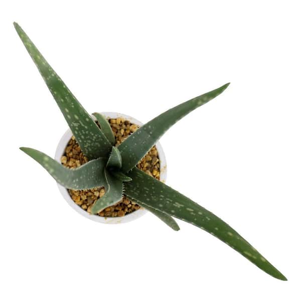 ALTMAN PLANTS 4 IN. Aloe Vera Indoor Plant in Grower Pot 922773 - The Home  Depot