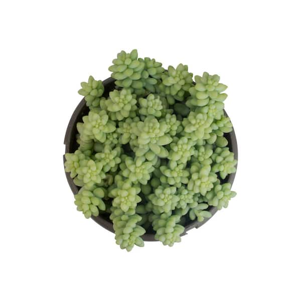 Altman Plants 6 in. Assorted String of Pearls Hanging Basket Plant