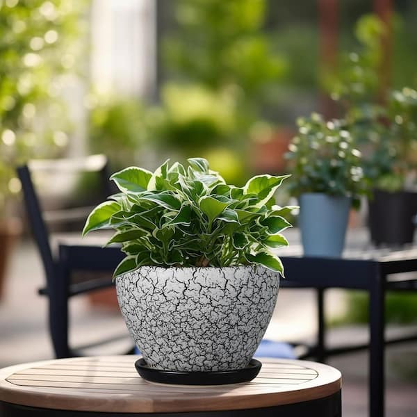 White and Black Ceramic Indoor/Outdoor Planter with Saucer (6.3 in