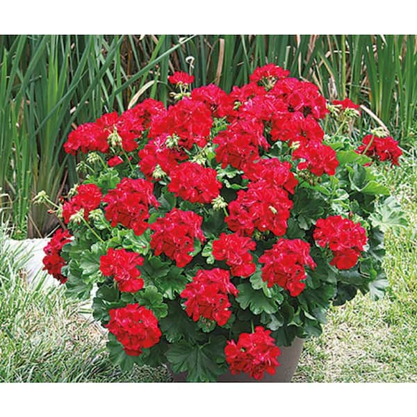 1 Qt. Red Geranium Annual Live Plant, Red Flowers, (4-Pack)