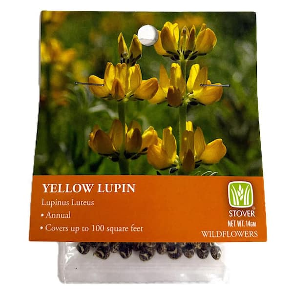 Yellow Lupin
