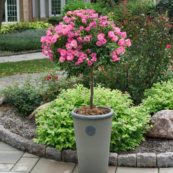 national PLANT NETWORK Bareroot Pink MiniFlora Patio Tree Rose