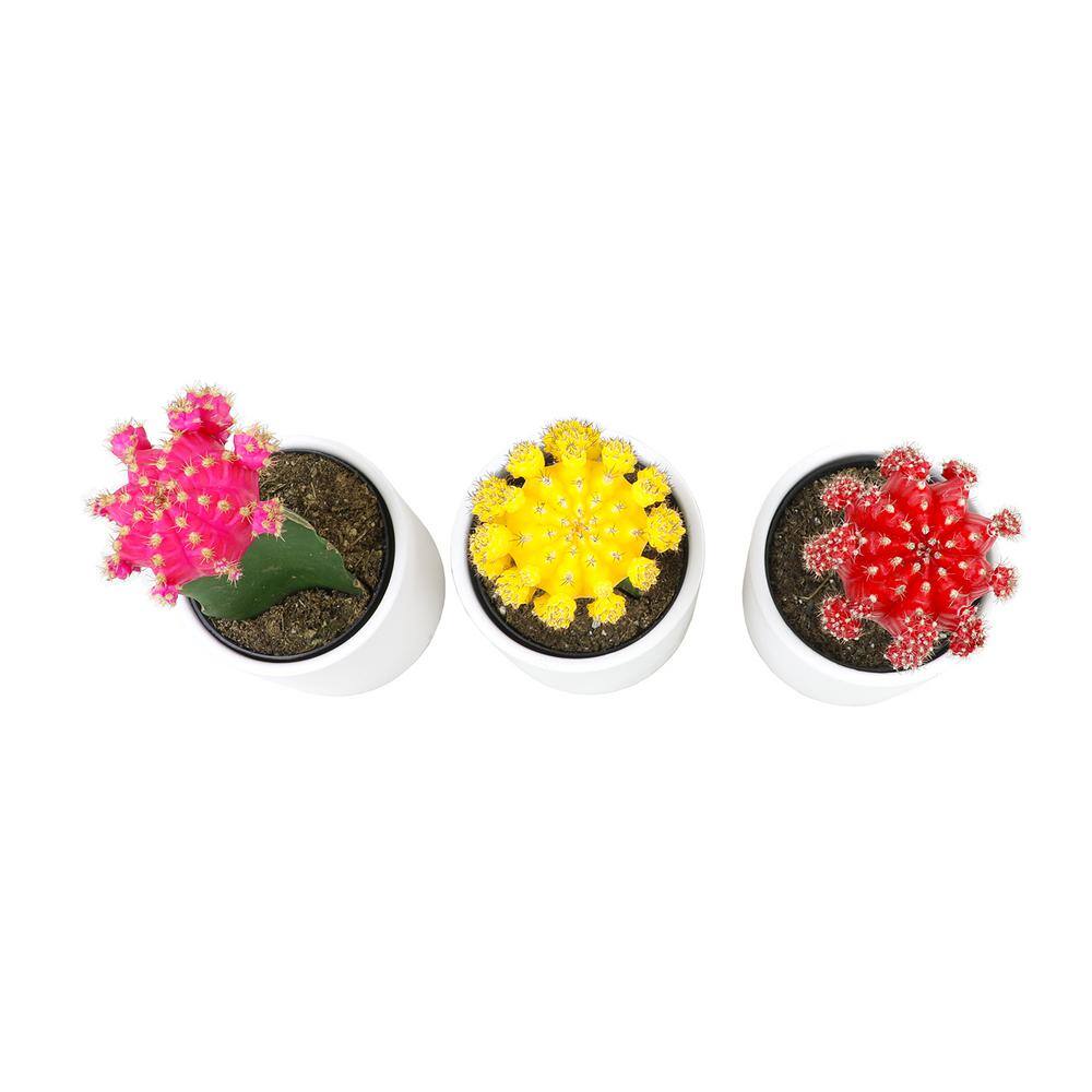 Vibrant Grafted Cactus Trio in White Ceramic Pots