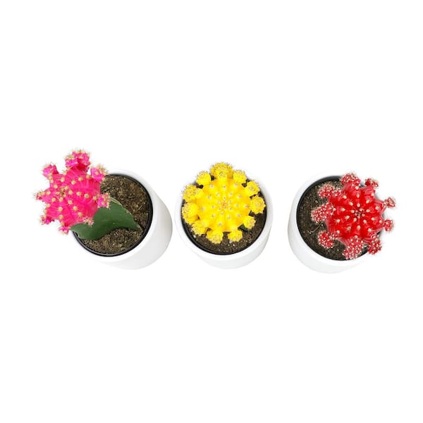SMART PLANET 2.5 in. Cactus with Faux Flower Plant Collection (4