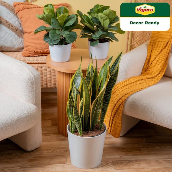 Amazon.com: ROARINGWILD Seersucker Ivory Oversized