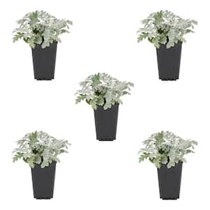 1.5 PT. Centaurea Dusty Miller Annual Plant (5-Pack)