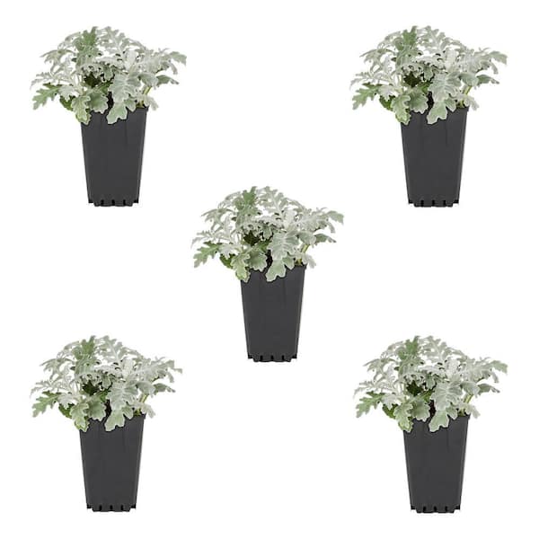 METROLINA GREENHOUSES 1.5 PT. Centaurea Dusty Miller Annual Plant (5-Pack)