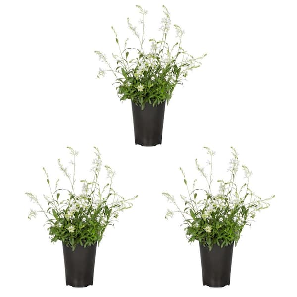2 Qt. Gaura Belleza White Perennial Plant (3-Pack)