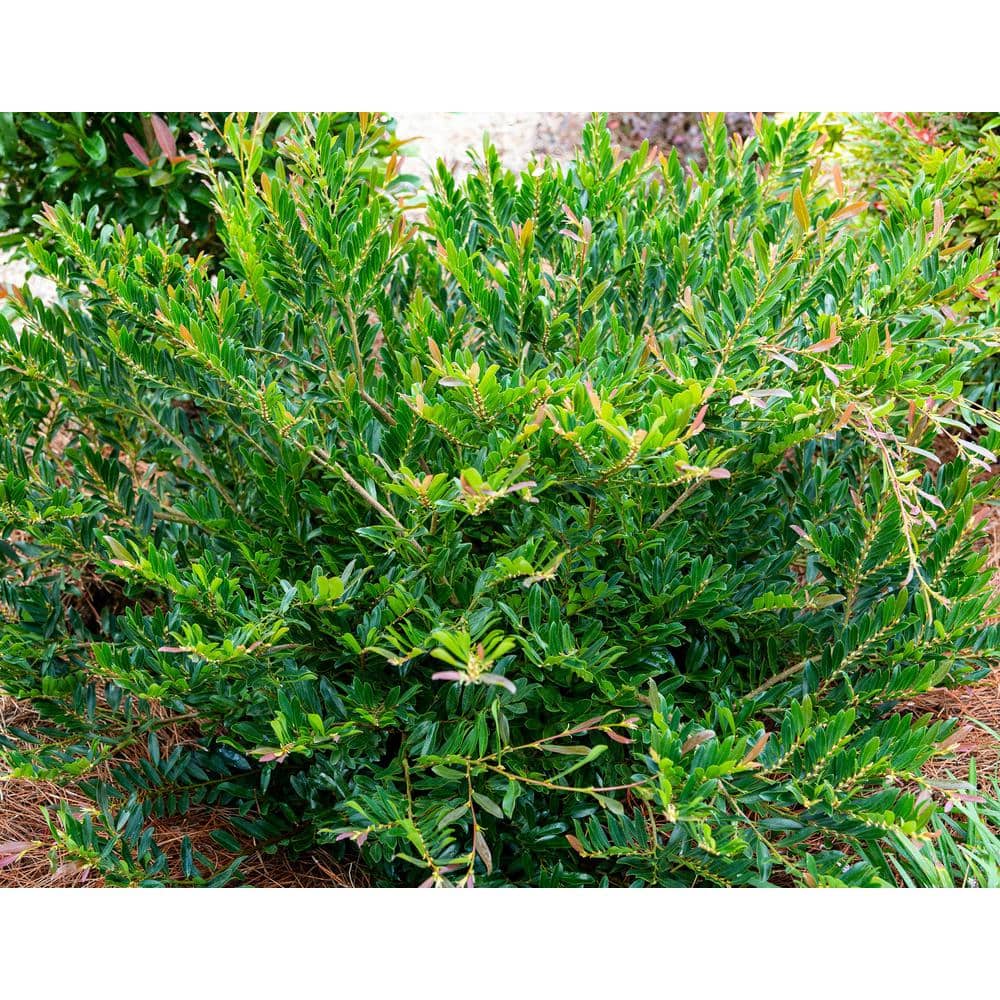 2 Gallon Bronze Distylium Evergreen Shrub for Sun or Shade