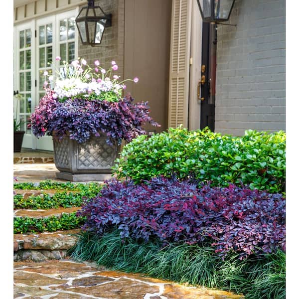 SOUTHERN LIVING 2 Gal. Purple Daydream Dwarf Loropetalum