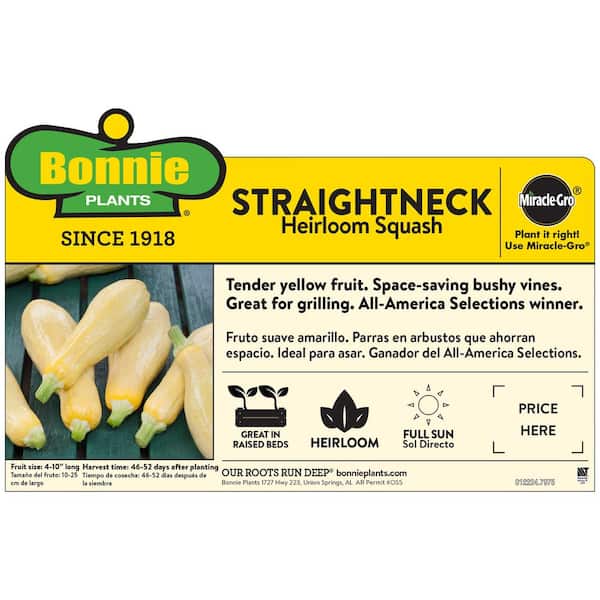 19 oz. Straightneck Squash Plant