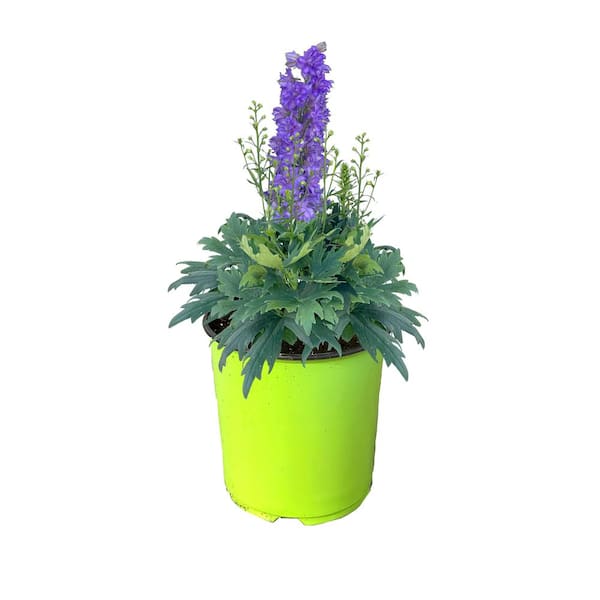 Unbranded 1.5 GL Delphinium Delgenius Breezin Perennial Plant with Purple Flowers-1 Pack