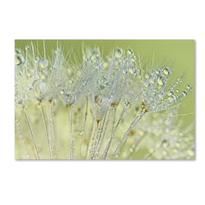 30 in. x 47 in. "Dandelion Dew I" by Cora Niele Printed Canvas Wall Art