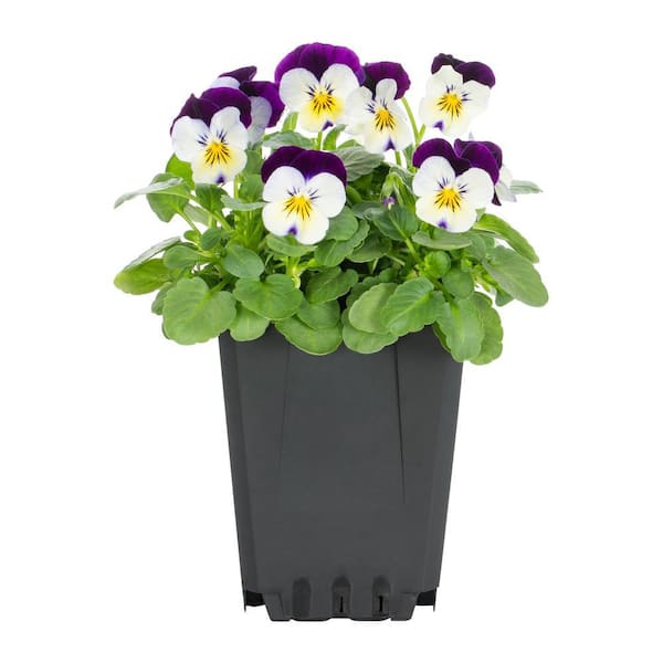 METROLINA GREENHOUSES Viola Annual Plant (1-Plant)