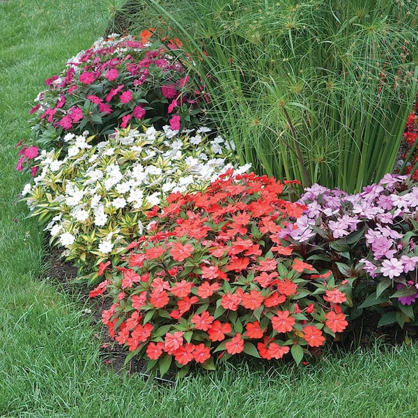SunPatiens #10 SunPatiens Impatiens Outdoor Annual Plant with Assorted Flowers in Capello Planter
