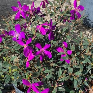 3 Gal. Dwarf Princess Flower (Tibouchina) Plant with Purple Blooms in Pot