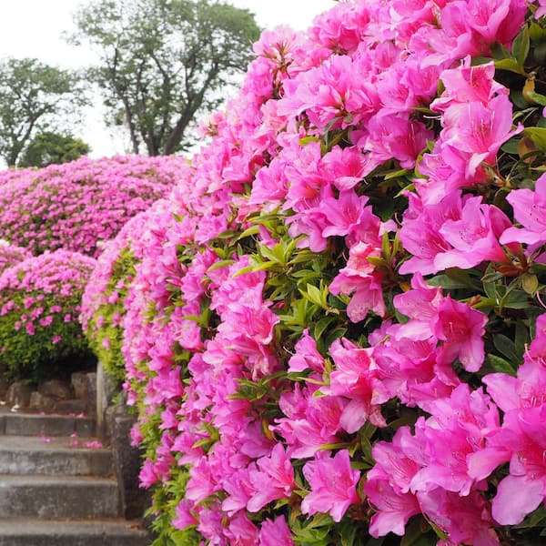 national PLANT NETWORK 4 in. Azalea FlorAmore Pink Shrub (3-Pack