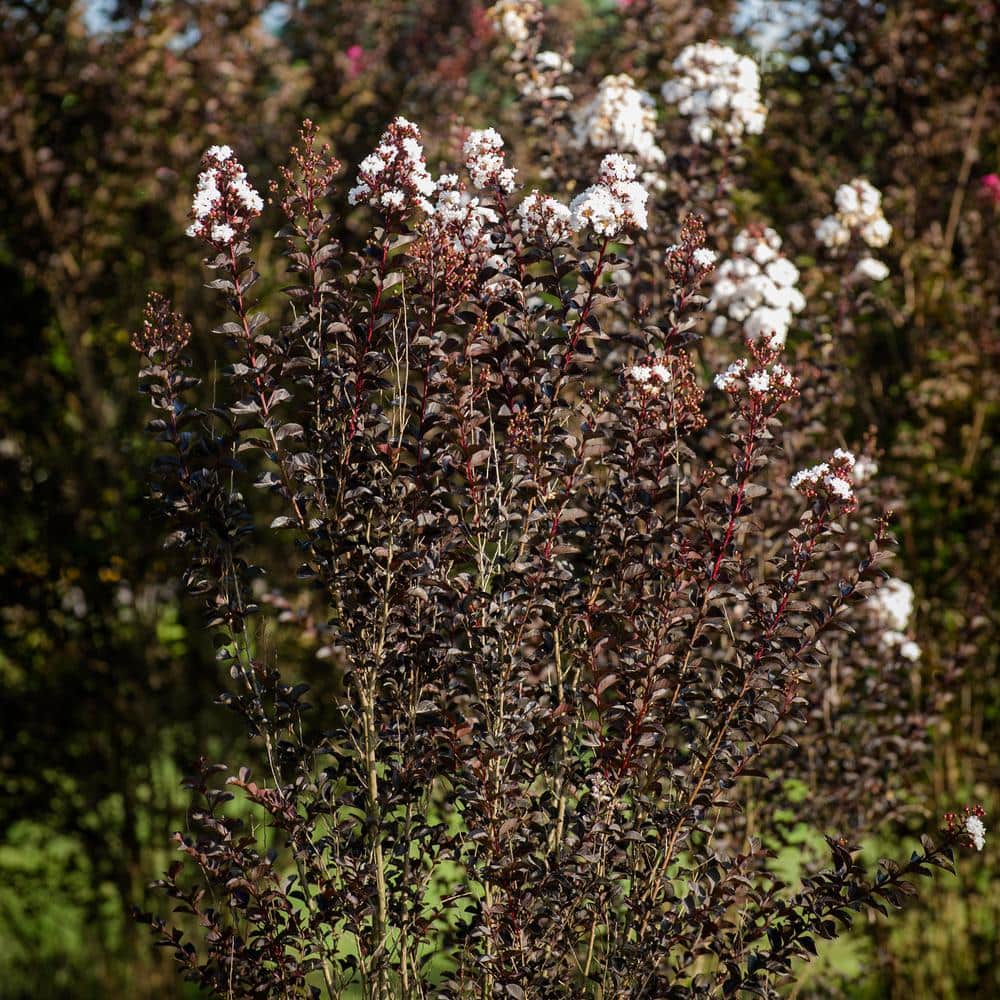 Pure White Black Diamond Crape Myrtle in 3-Gallon Container