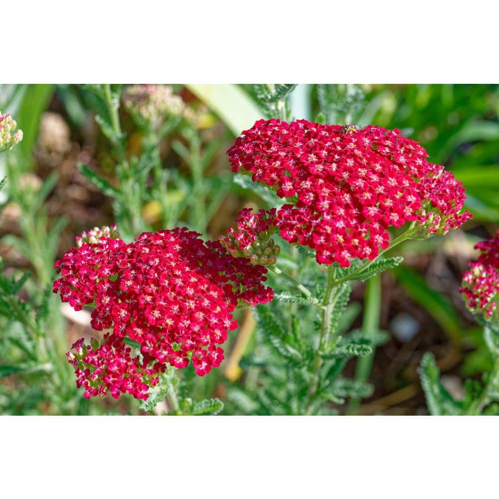 1 gal. Red Velvet Yarrow Shrub with Vibrant Non-Fading Color (2-Pack) price history on PriceWatchPro