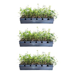 Asiatic Jasmine 3 1/4 in. Pots (54-Pack) - Live Groundcover Plant
