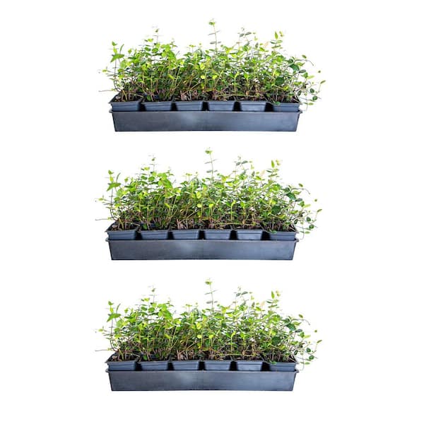 FLOWERWOOD Asiatic Jasmine 3 1/4 in. Pots (54-Pack) - Live Groundcover Plant