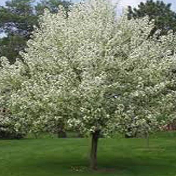 OnlinePlantCenter 5 gal. Spring Snow Crabapple Tree