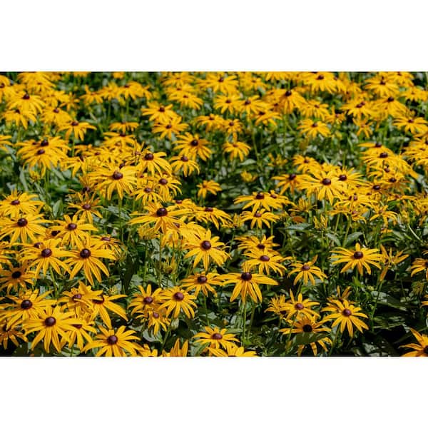 3 Gal. Landscape Yellow Lavender Rudbeckia Perennial Plant (1-Pack)