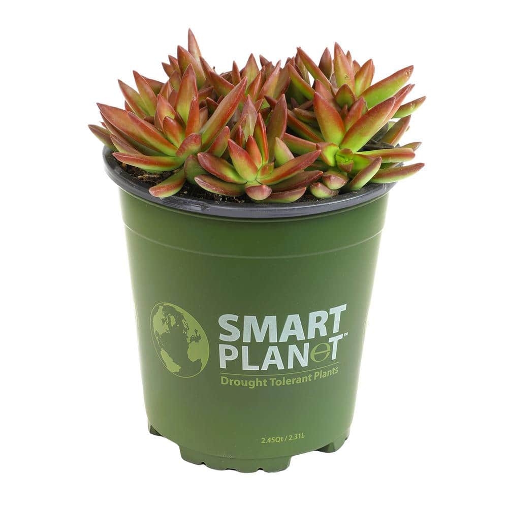 1 Gal. Sedum Adolphii Firestorm Succulent Plant price history on PriceWatchPro