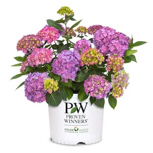 2 Gal. Let's Dance Arriba Hydrangea Shrub with Blue, Pink, or Purple Blooms