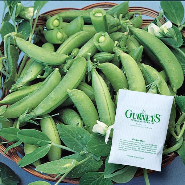 Gurney's Snap Pea Sugar Snap Vegetable Seed (0.50 lb. Seed Packet)